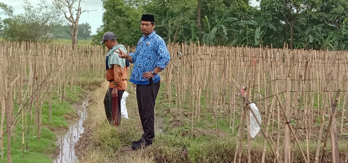 M.Sobri : Manfaatkan Lahan Kurang Produktif, Menjadi Bernilai Ekonomis