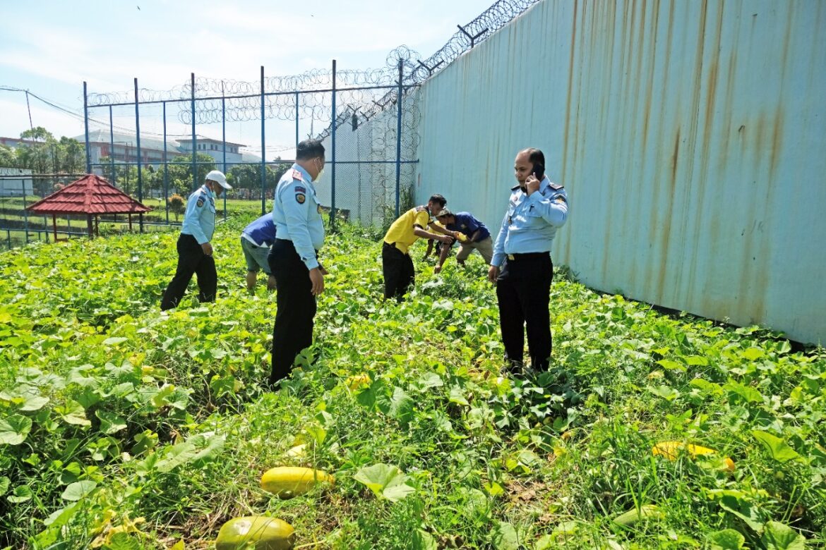Panen Timun Suri, Rutan Kelas I Tangerang Sukseskan Program Pembinaan dan Kemandirian Kepada WBP di Bidang Pertanian