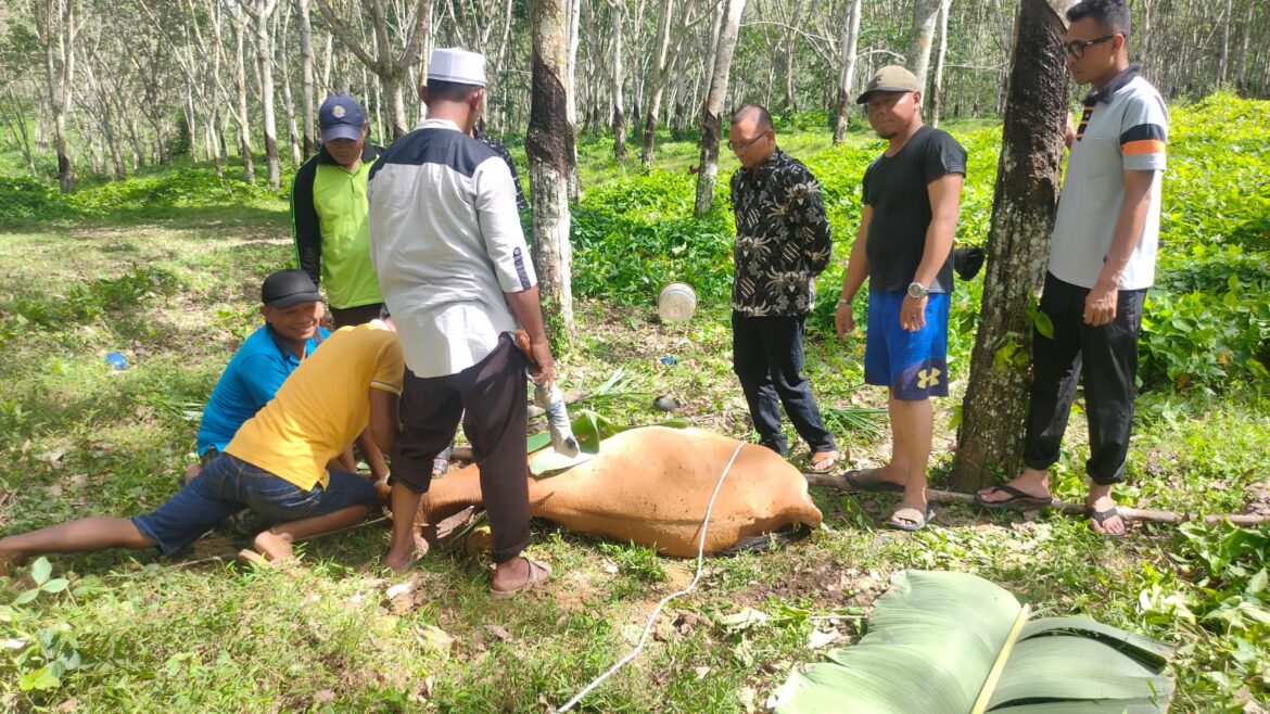 Kita tahun ini berqurban seekor lembu