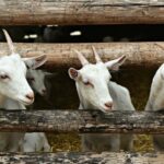 Kambing tersebut diduga dicuri dan hanya disisakan jeroannya saja.